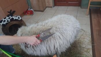 313187521_488368309716862_3996068862164291383_n